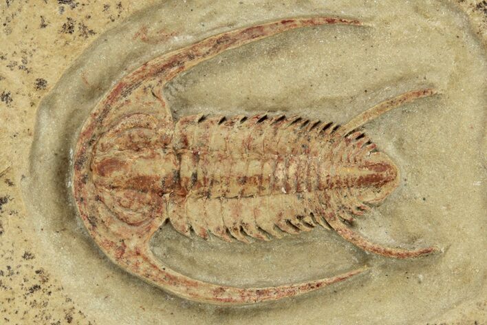 Early Cambrian Trilobite (Perrector) - Tazemmourt, Morocco #209820